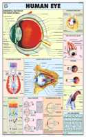 Teachingnest | Human Eye Chart 70X100 Cm | English | Human Physiology Chart | Synthetic | Wall Sticking