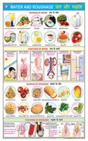 Teachingnest | Water & Roughage Chart (70X100Cm) | Food And Nutrition Chart | Wall Sticking | English - Hindi Combined