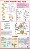 Rna Chart