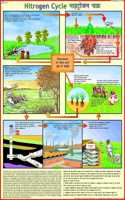 Nitrogen Cycle Chart