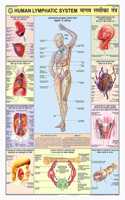 Teachingnest | Lymphatic System Chart 70X100 Cm | English & Hindi Combined | Human Physiology Chart | Laminated | Wall Sticking