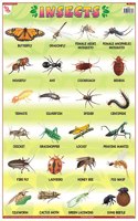 Teachingnest Insects Chart | Laminated 33X48 Cm (13X19 Inch) | Wall Sticking