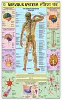 Teachingnest | Nervous System Chart 70X100 Cm | English & Hindi Combined | Human Physiology Chart | Laminated | Wall Sticking