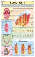 Teachingnest | Human Teeth Chart 70X100 Cm | English | Human Physiology Chart | Laminated | Wall Sticking
