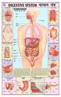 Teachingnest | Digestive System Chart 70X100 Cm | English & Hindi Combined | Human Physiology Chart | Laminated | Wall Sticking