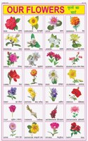 Flowers Chart For Kids | 70X100 Cm (Extra Large Size To Attract Kids) | Non-Tearable And Waterproof | Perfect For Homeschooling, Kindergarten And Nursery Students