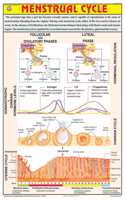 Teachingnest | Menstrual Cycle Chart 70X100 Cm | English | Human Physiology Chart | Synthetic | Wall Sticking