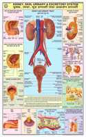 Teachingnest | Kidney, Skin & Excretory Organs Chart 70X100 Cm | English & Hindi Combined | Human Physiology Chart | Laminated | Wall Sticking