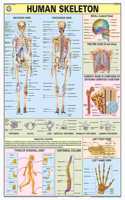 Teachingnest | Human Skeleton Chart 70X100 Cm | English | Human Physiology Chart | Synthetic | Wall Sticking