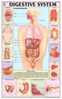 Teachingnest | Digestive System Chart 70X100 Cm | English | Human Physiology Chart | Synthetic | Wall Sticking