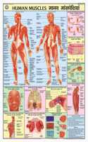 Teachingnest | Human Muscles Chart 70X100 Cm | English & Hindi Combined | Human Physiology Chart | Laminated | Wall Sticking