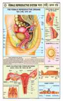 Teachingnest | Reproductive System (Female) Chart 70X100 Cm | English & Hindi Combined | Human Physiology Chart | Laminated | Wall Sticking