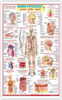 Human Physiology (Size 70 X 100 Cms)|Laminated Both Sides