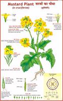 Mustard Plant Chart