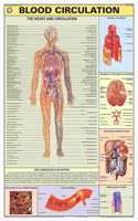 Teachingnest | Blood Circulation Chart 70X100 Cm | English | Human Physiology Chart | Synthetic | Wall Sticking