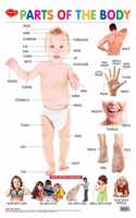 Parts Of The Body