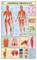 Teachingnest | Human Muscles Chart 70X100 Cm | English | Human Physiology Chart | Synthetic | Wall Sticking