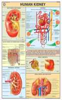 Teachingnest | Human Kidney Chart 70X100 Cm | English | Human Physiology Chart | Synthetic | Wall Sticking
